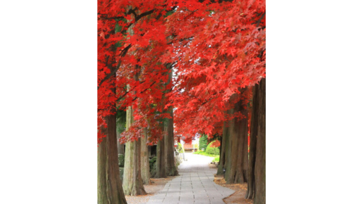 <Web割対象商品>【キングツアーバス旅】信州秋の味覚4種お持ち帰り!奥蓼科紅葉めぐり 御射鹿池&もみじ寺「長円寺」〔立川・京王八王子発〕2